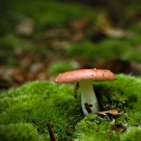 terrace-mushroom